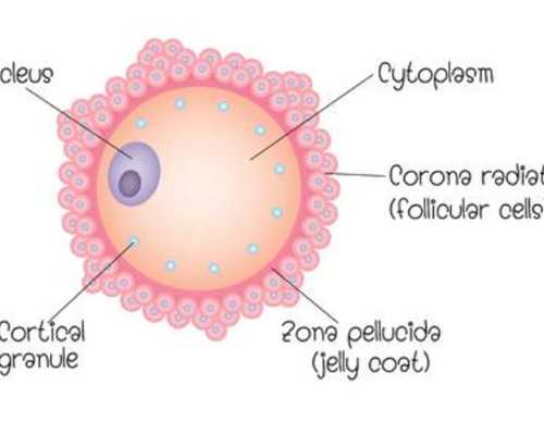北京试管代怀时长,北京大学深圳医院做试管婴儿多少钱？提高试管成功率方法